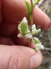 Disperis circumflexa aemula