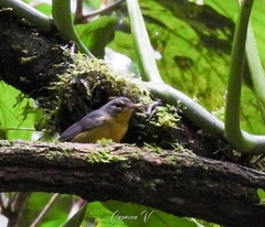 Basileuterus culicivorus