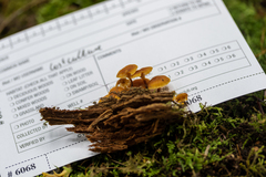 Xeromphalina enigmatica