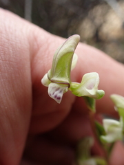 Disperis circumflexa aemula