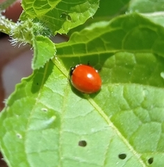 Cycloneda emarginata