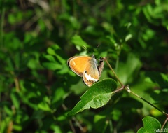 Coenonympha arcania