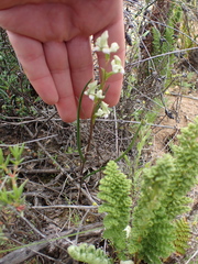 Disperis circumflexa aemula
