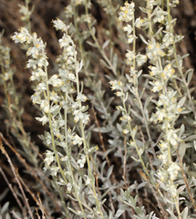 Artemisia bigelovii