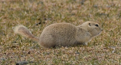 Urocitellus richardsonii