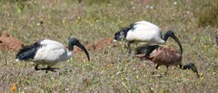 Threskiornis aethiopicus