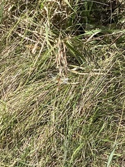 Sympetrum semicinctum