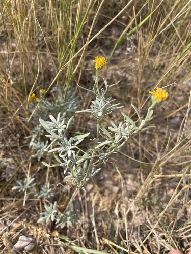 Image of Picradeniopsis oppositifolia by (c) Matt Berger, some rights reserved (CC BY)