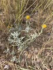 Picradeniopsis oppositifolia