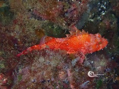 Scorpaena maderensis