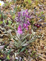 Pedicularis lanata