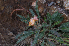 Oenothera brachycarpa