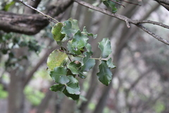 Cryptocarya alba