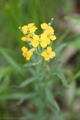 Erysimum capitatum