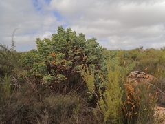 Rafnia amplexicaulis