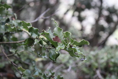 Cryptocarya alba