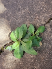 Salvia lyrata