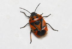 Eurydema ornata