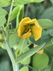 Senna obtusifolia