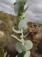 Rafnia amplexicaulis