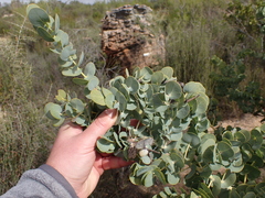 Rafnia amplexicaulis