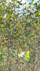 Populus