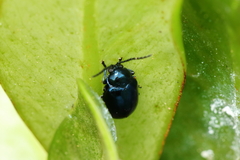 Syphrea