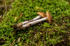 Cortinarius stillatitius