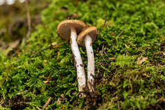 Cortinarius stillatitius