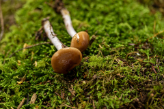 Cortinarius stillatitius