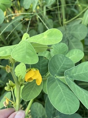 Senna obtusifolia