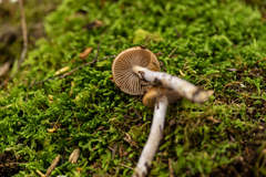 Cortinarius stillatitius