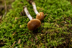 Cortinarius stillatitius