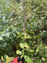 Teucrium canadense