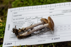 Cortinarius stillatitius