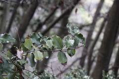 Cryptocarya alba