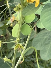 Senna obtusifolia