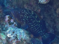 Epinephelus marginatus