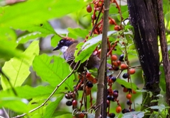 Arremon brunneinucha