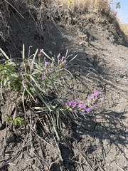 Liatris