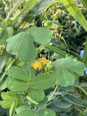 Senna obtusifolia