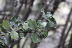 Cryptocarya alba