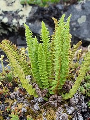 Dryopteris fragrans