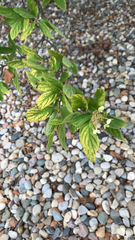 Ceanothus americanus
