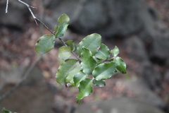 Cryptocarya alba