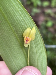 Lepanthes pecunialis