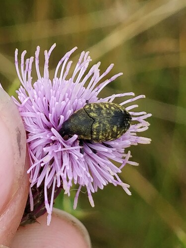 Turbine Cylindrical Weevil, Botlek, Rotterdam, Nederland, photo 5 of 10