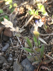 Myosotis ramosissima