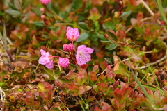 Kalmia microphylla