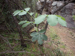 Melianthus major